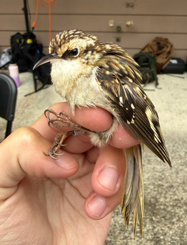 Brown Creeper