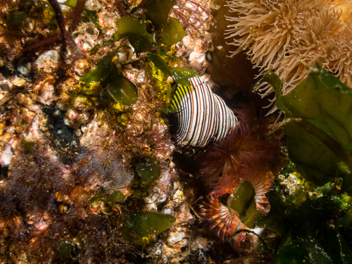 Calliostoma canaliculatum, 2026-09-19
