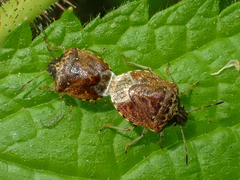 Cosmopepla intergressa