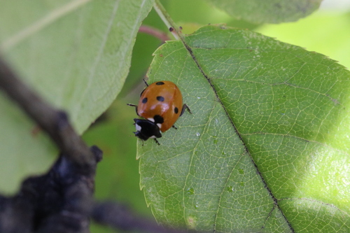 Seven-spotted Lady Beetle