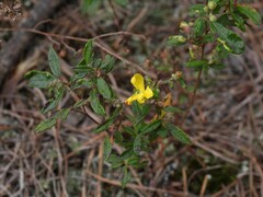 Crocanthemum canadense
