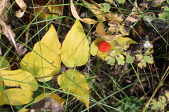 Prosartes trachycarpa, photograph (c) Rowan Fehr, some rights reserved (CC BY)