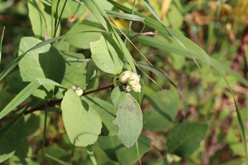 Western Snowberry