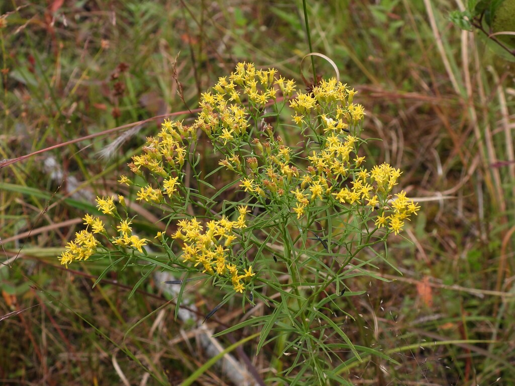 Mid-Atlantic Goldentop