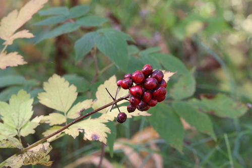 red-fruited red baneberry