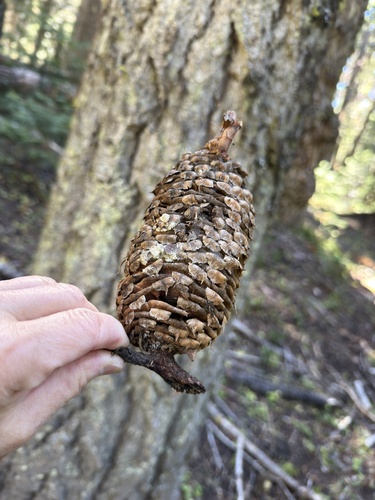 Abies magnifica