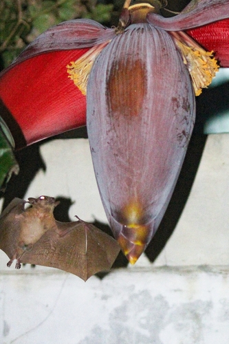 Macroglossus minimus observed 2026-09-19