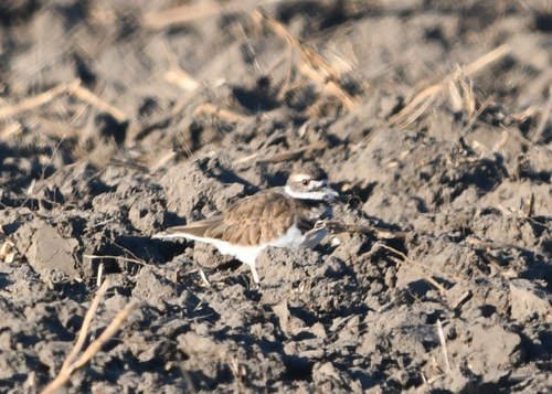 Killdeer