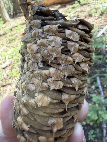 Abies magnifica, photograph 2
