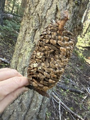 Abies magnifica, photograph (c) Dee Shea Himes, some rights reserved (CC BY)