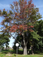 Liquidambar styraciflua