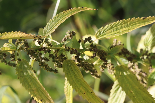 slender stinging nettle