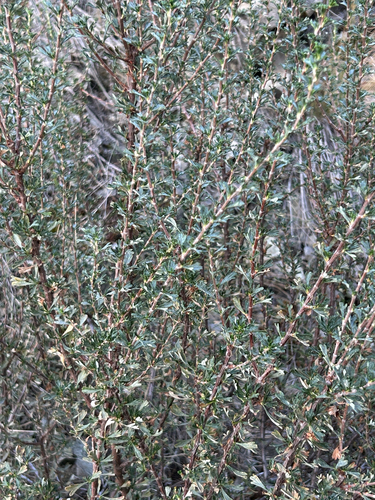 Purshia tridentata, photograph 3