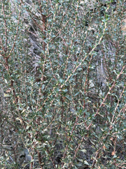 Purshia tridentata, photograph author not stated, no rights reserved