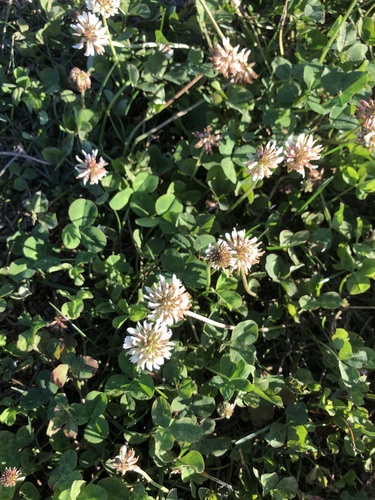white clover