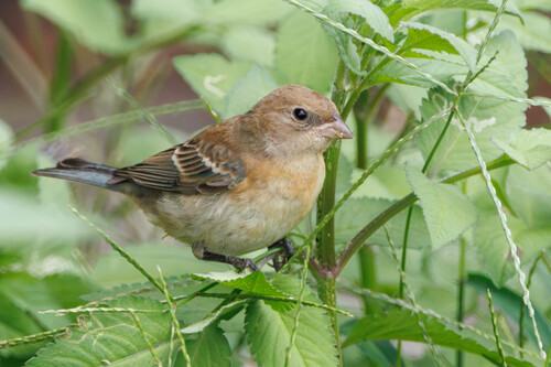 Passerina amoena observed 2026-09-16