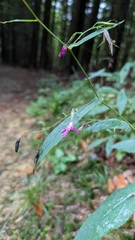Prenanthes purpurea, photograph (c) aga_l_, some rights reserved (CC BY)