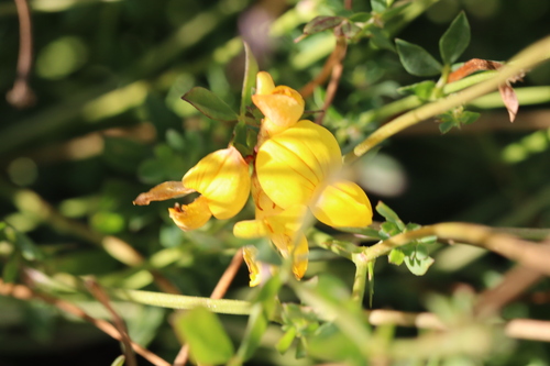 bird's-foot trefoil