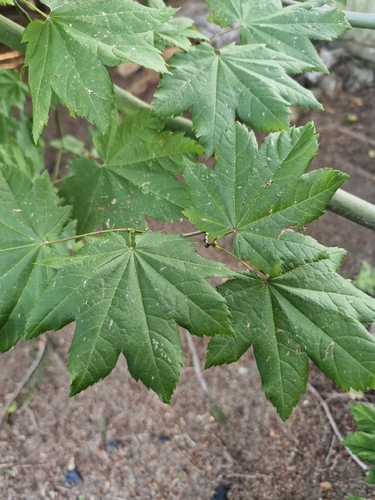 Vine Maple