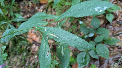 Prenanthes purpurea, photograph 6