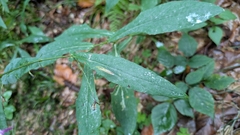 Prenanthes purpurea, photograph (c) aga_l_, some rights reserved (CC BY)