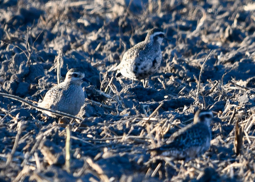 American Golden-Plover