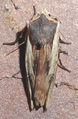 Xylena nupera