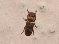 Lepidocnemeplatia sericea