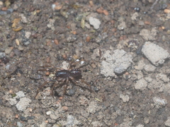 Oedignatha scrobiculata