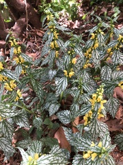 Lamium galeobdolon flavidum