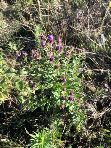 New England aster