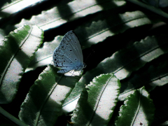 Celastrina lavendularis himilcon