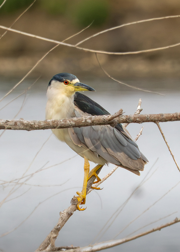 Black-crowned Night Heron
