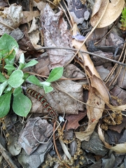 Vanessa virginiensis