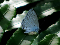 Celastrina lavendularis himilcon