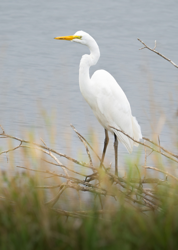 Great Egret