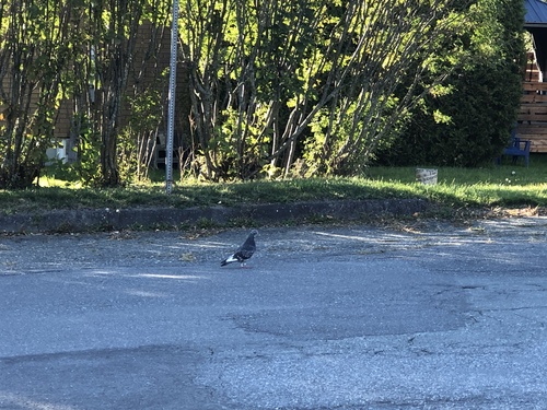 Feral Pigeon