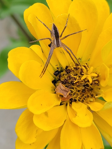 American Nursery Web Spider