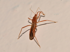 Saicinae