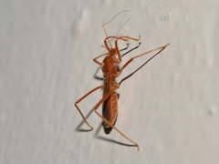 Saicinae