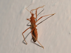 Saicinae