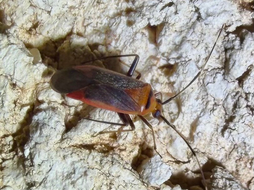 Rapid Plant Bug