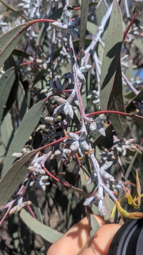 Eucalyptus nortonii, 2026-09-20