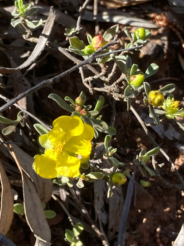 Hibbertia obtusifolia, photograph 1
