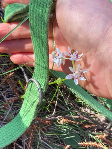 Wurmbea dioica, photograph 6