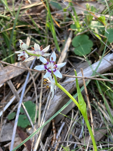 Wurmbea dioica, photograph 5