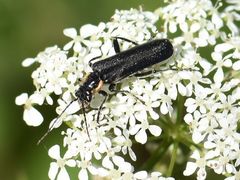 Cantharis paradoxa