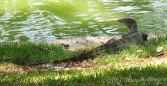 Varanus salvator