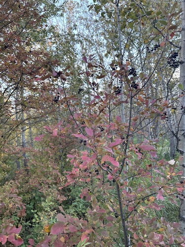 chokecherry