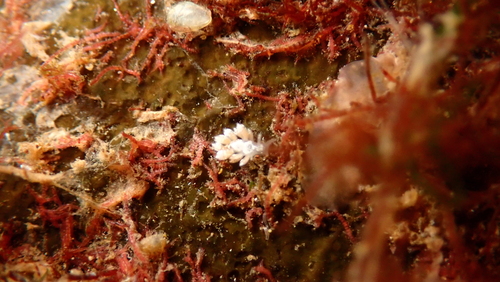 White-crusted Aeolid